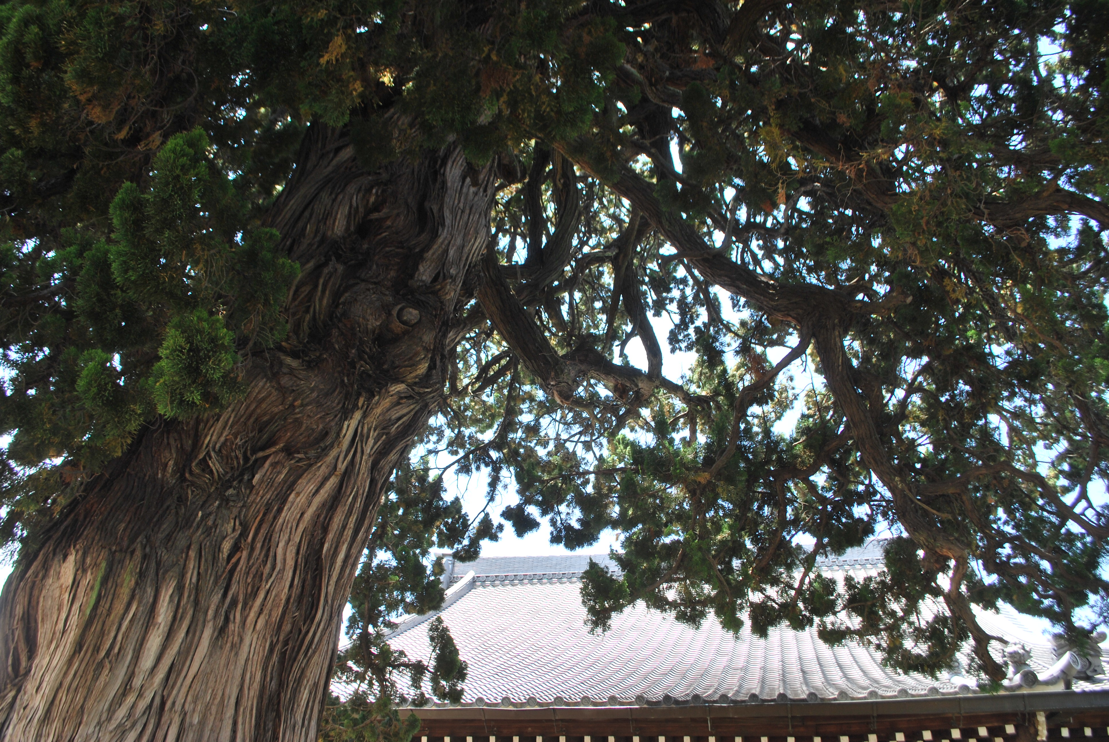 宝蓮寺　イブキの大木